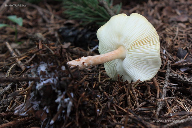 lepiota_subincarnata_03.jpg