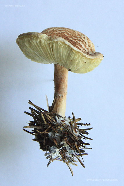 lepiota_subincarnata_04.jpg