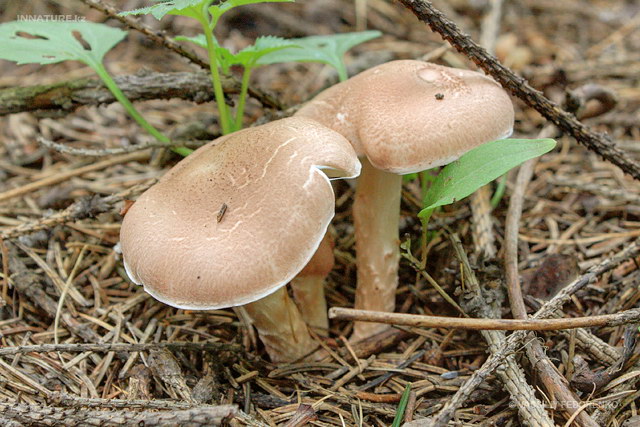 lepiota_subincarnata_05.jpg