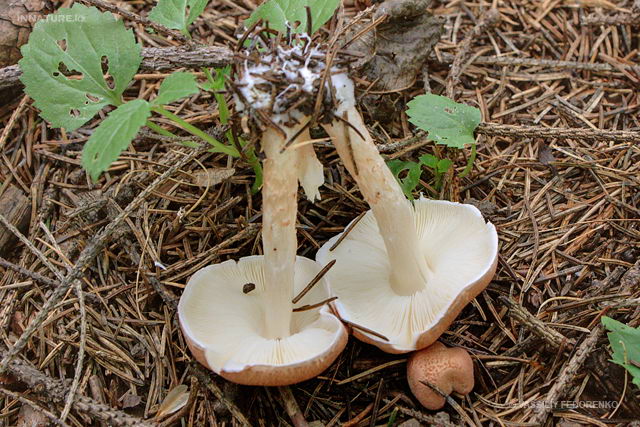 lepiota_subincarnata_06.jpg