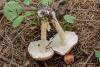 lepiota_subincarnata_06_t1.jpg