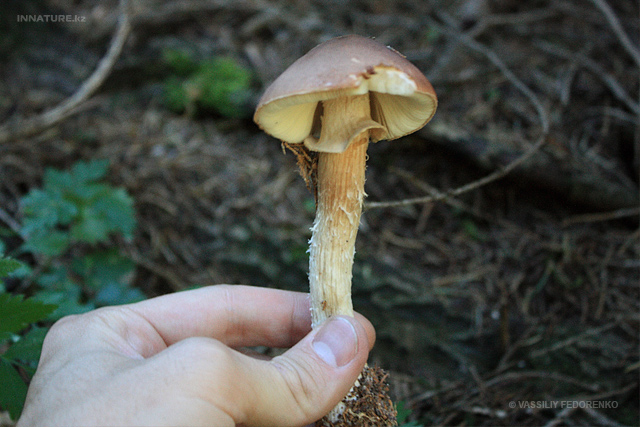 leucoagaricus-rubrotinctus_01.jpg