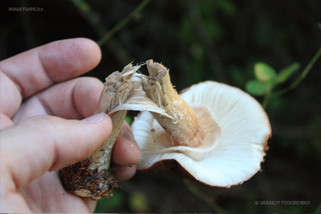 leucoagaricus-rubrotinctus_02.jpg