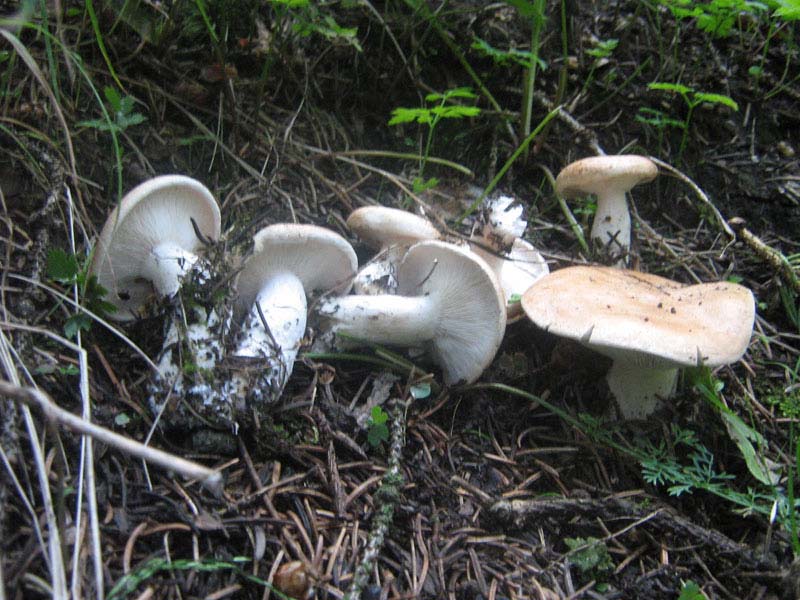 leucopaxillus-gentianeus.jpg