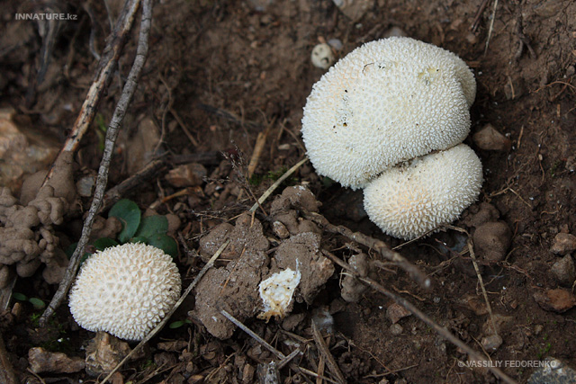 lycoperdon_curtisii_01.jpg