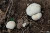 lycoperdon_curtisii_01_t1.jpg