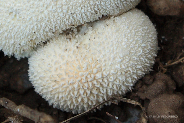 lycoperdon_curtisii_02.jpg