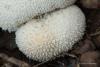 lycoperdon_curtisii_02_t1.jpg