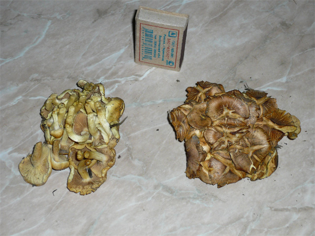 mashroom_01.jpg