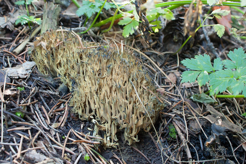 ramaria-sp-01.jpg