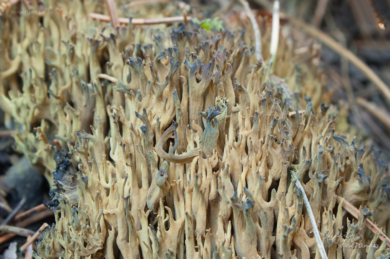 ramaria-sp-02.jpg