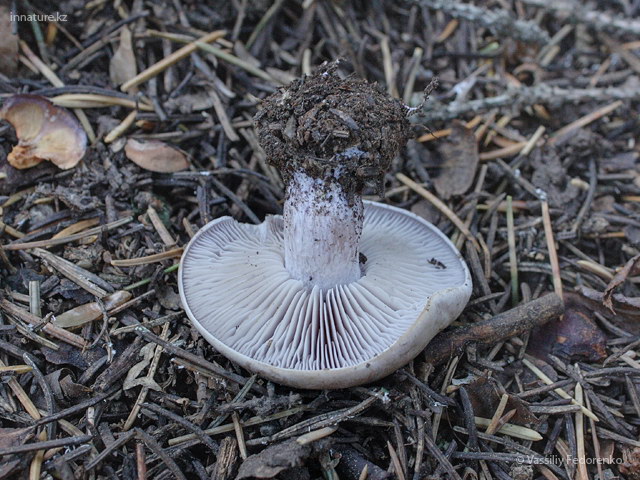 rjadovka_01.jpg