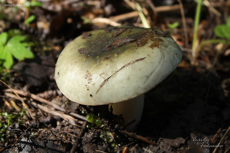 russula-aeruginea_01.jpg