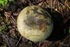 russula-aeruginea_02_t1.jpg