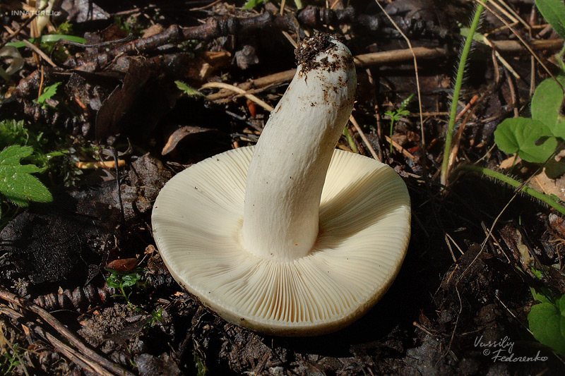 russula-aeruginea_03.jpg