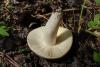 russula-aeruginea_03_t1.jpg