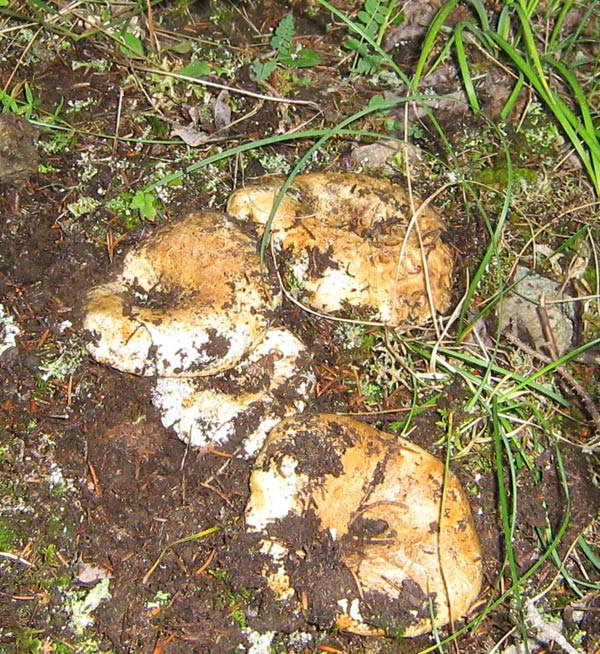 russula-delica_03.jpg