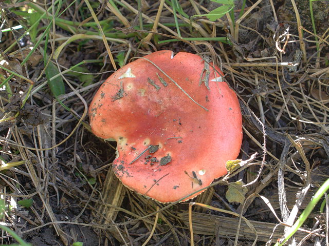 russula_emetica_1.jpg