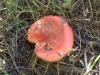 russula_emetica_1_t1.jpg