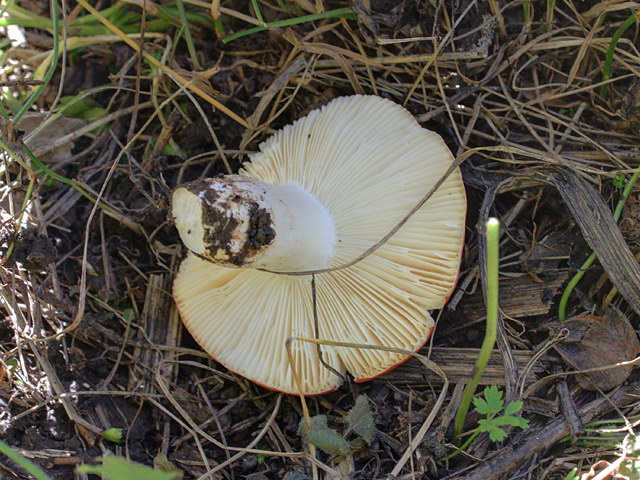 russula_emetica_2.jpg