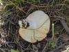 russula_emetica_2_t1.jpg