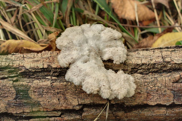 schizophyllum_commune_01.jpg