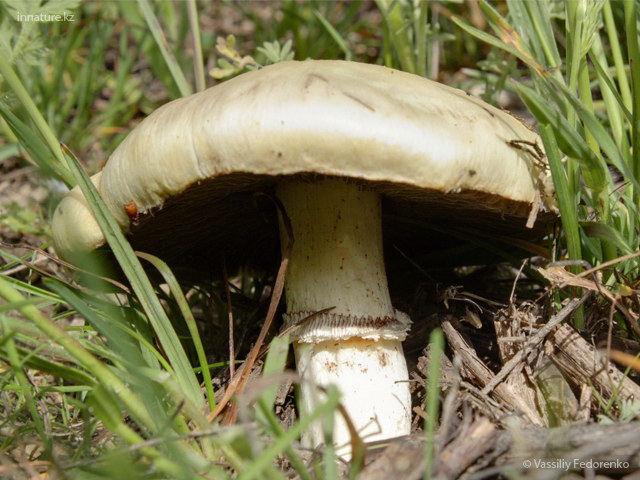 stropharia_coronilla.jpg