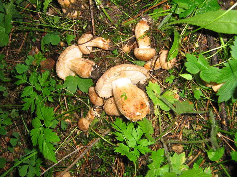 tricholoma-imbricatum.jpg