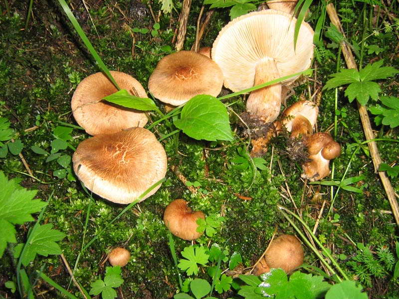 tricholoma-imbricatum2.jpg