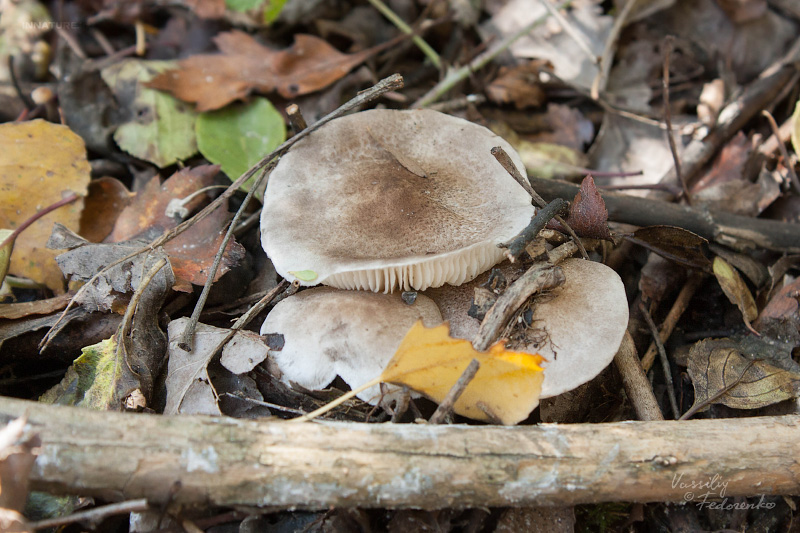 tricholoma-scalpturatum-01.jpg