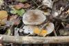 tricholoma-scalpturatum-01_t1.jpg