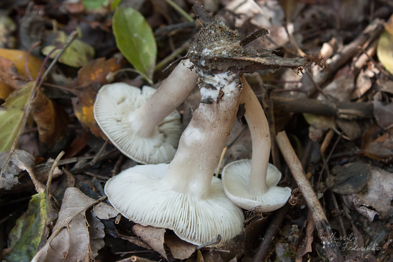 tricholoma-scalpturatum-02.jpg