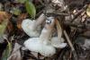 tricholoma-scalpturatum-02_t1.jpg