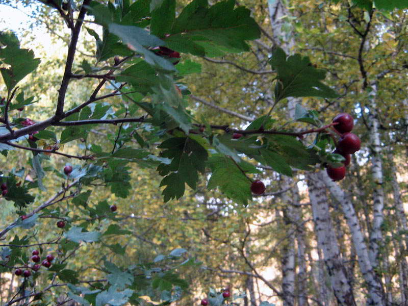 15-18.09.2009-042.jpg