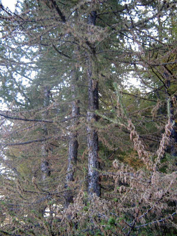 15-18.09.2009-004.jpg