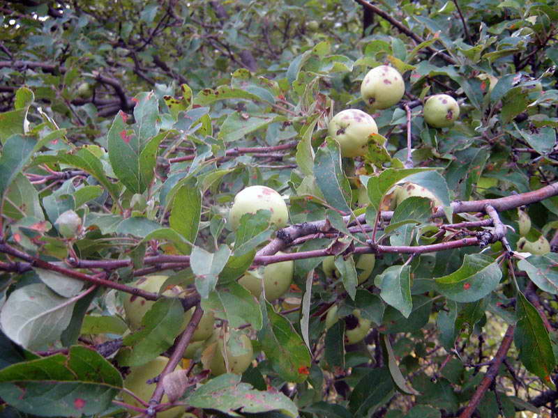 8-9.09.2009-075.jpg