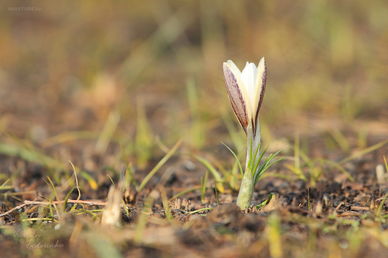 crocus-alatavicus_01.jpg