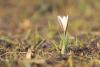 crocus-alatavicus_01_t1.jpg