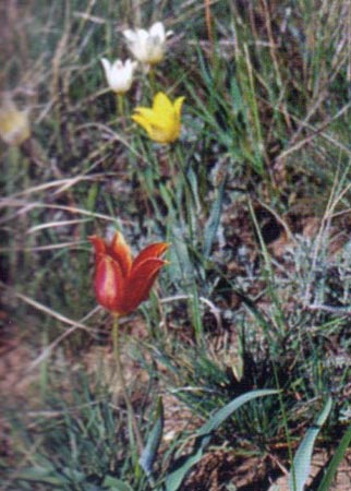 m-006m.jpg