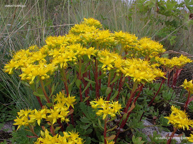 plant_007.jpg