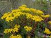 plant_007_t1.jpg