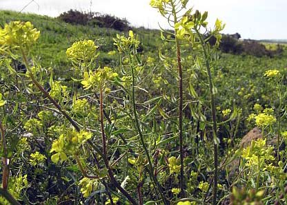 sinapis-alba.jpg