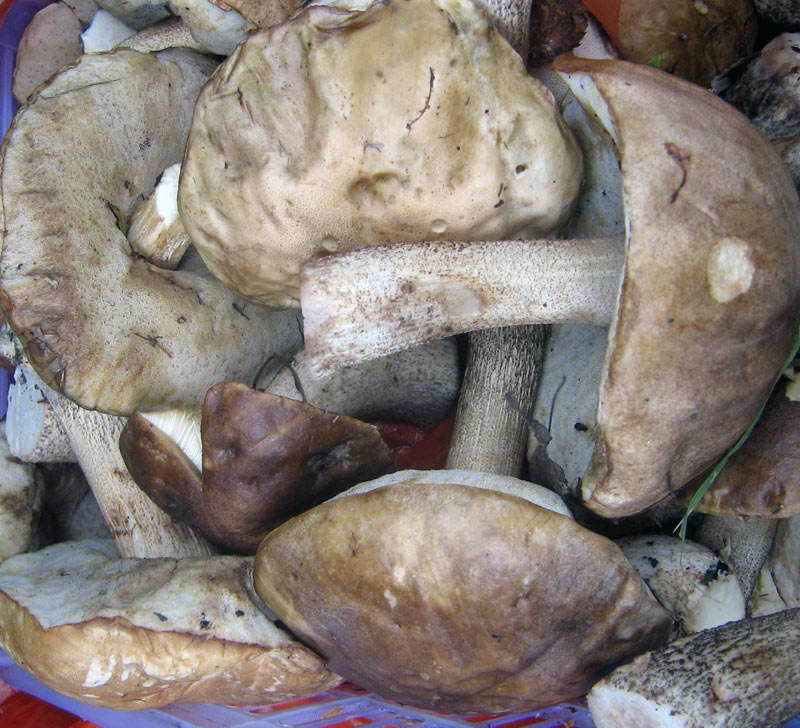 31.08-3.09.2009-218.jpg