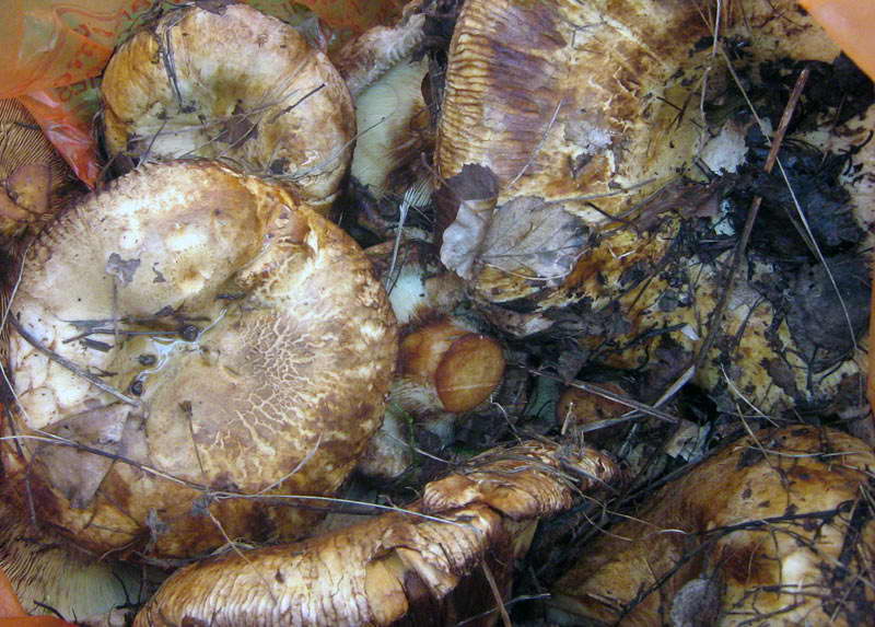 31.08-3.09.2009-219.jpg