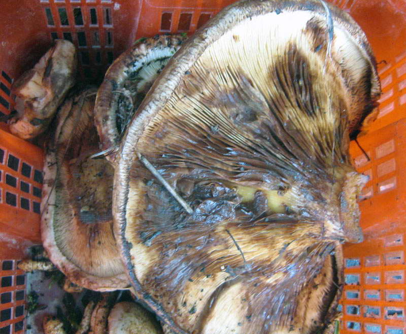 8-9.09.2009-093.jpg