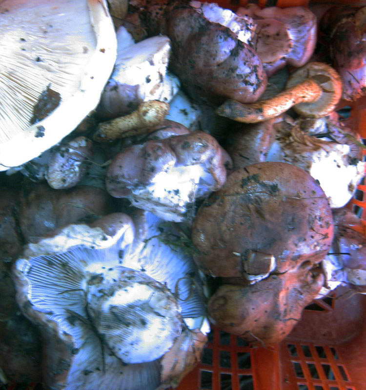 8-9.09.2009-094.jpg