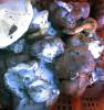 8-9.09.2009-094_t1.jpg
