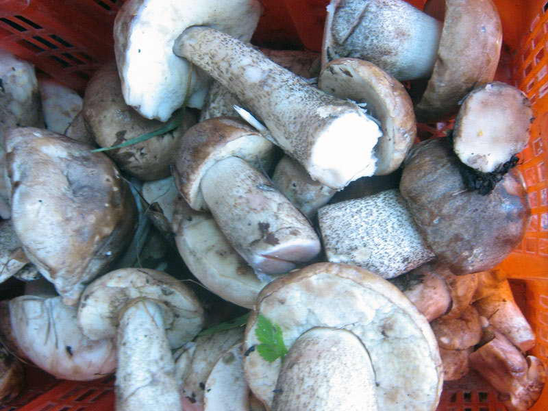 8-9.09.2009-095.jpg