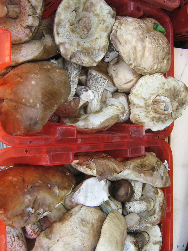 bolet-ohota.jpg