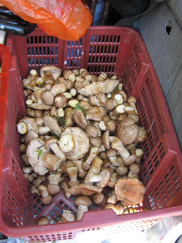tricholoma-imbricatum--ohot.jpg